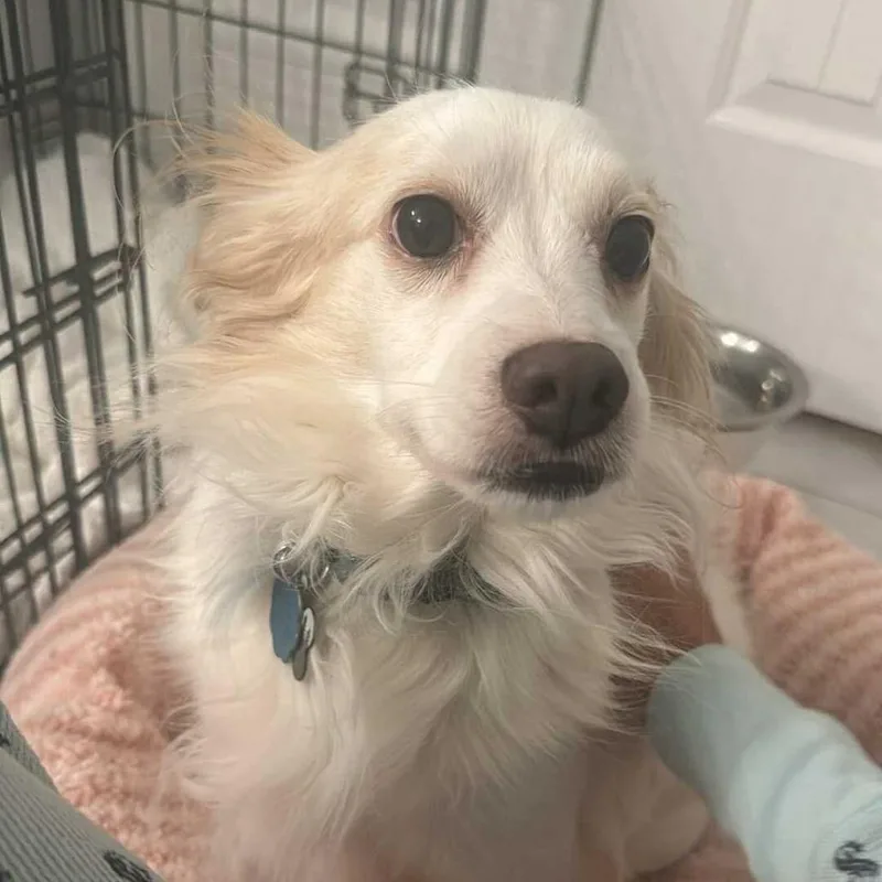 Falkor D Arriving thumbnail 6