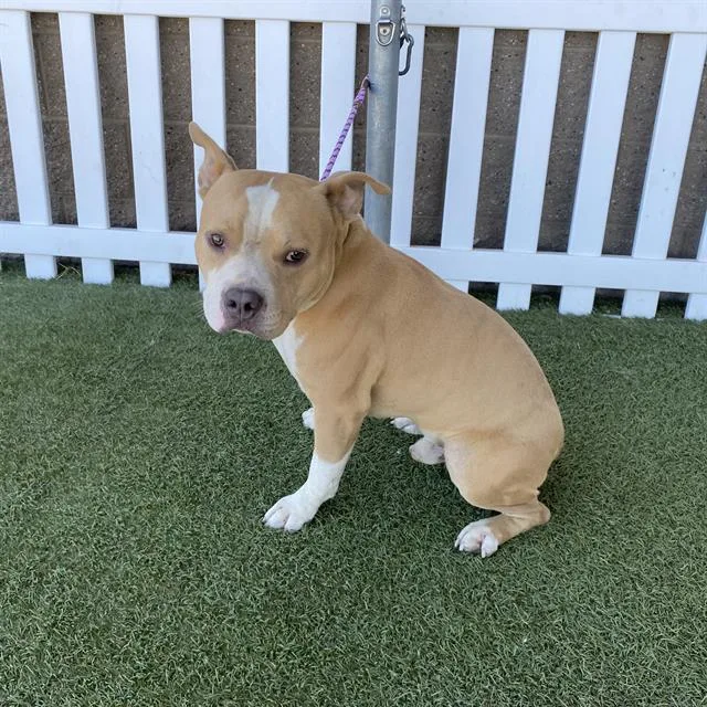 An adult large-sized male Staffordshire Bull Terrier dog named A for adoption in Modesto, CA