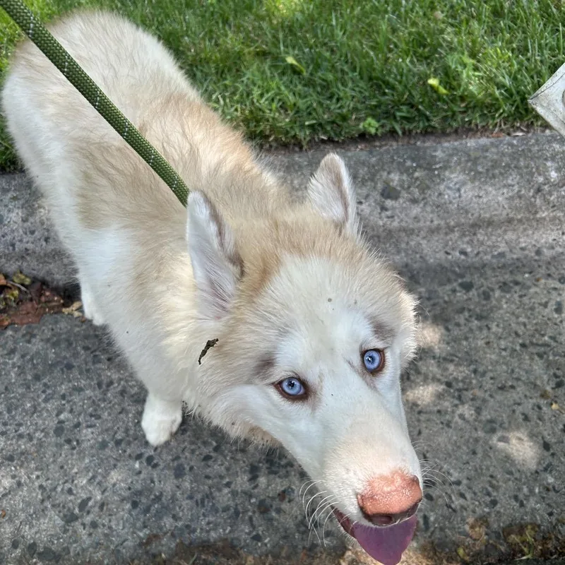 A baby medium-sized male White / Cream Alaskan Malamute dog named Condensed Milk for adoption in Greensboro, NC