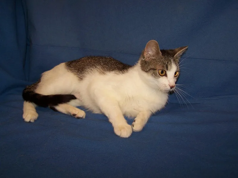 A young medium-sized female Tabby (Brown / Chocolate) Domestic Short Hair cat named Minnie for adoption in Colorado Springs, CO