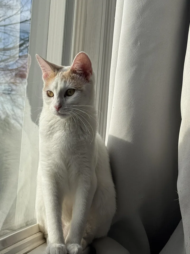 Shishito And Tabasco thumbnail 2