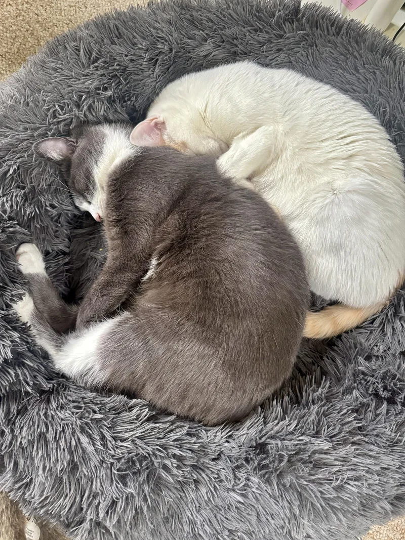 Shishito And Tabasco