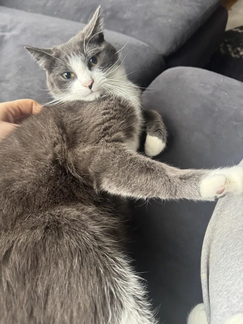 Shishito And Tabasco thumbnail 3