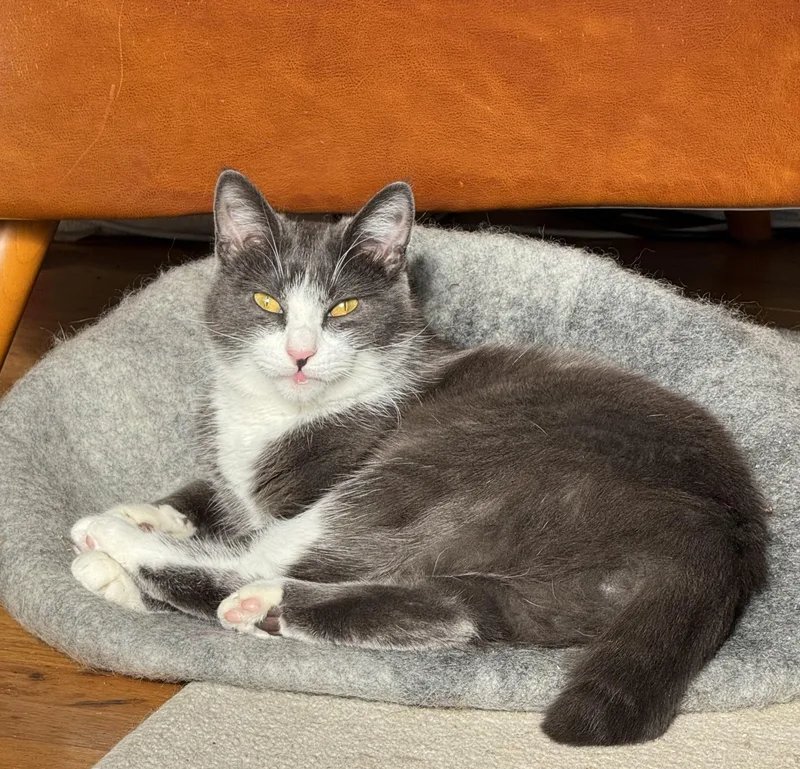 Shishito And Tabasco thumbnail 4