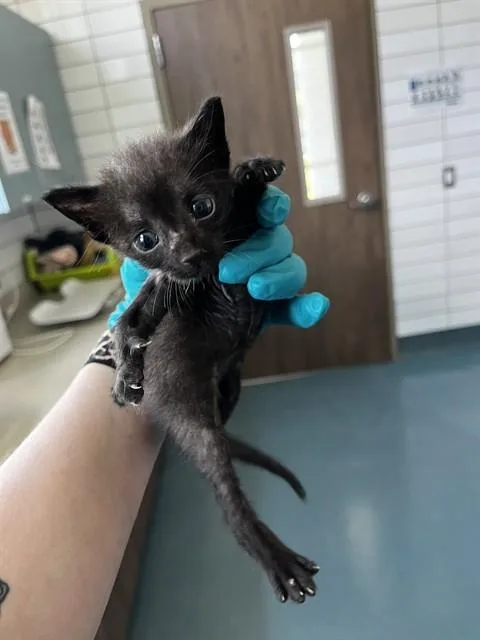 A baby small-sized male Domestic Short Hair cat named Bruce for adoption in Pearland, TX