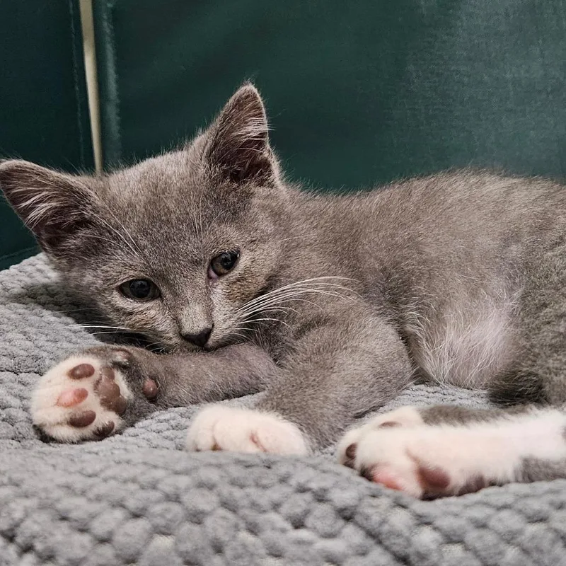 A baby small-sized male Gray / Blue / Silver Domestic Short Hair cat named Mr. Potato Head for adoption in Springfield, IL