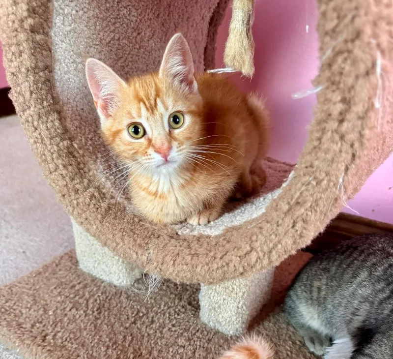 A baby small-sized female Domestic Short Hair cat named Peaches for adoption in Gorham, ME