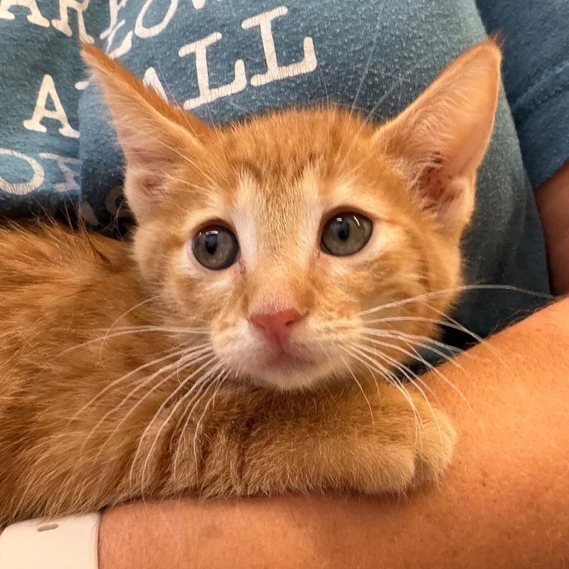 A baby small-sized female Domestic Short Hair cat named Danahi for adoption in Lake Jackson, TX
