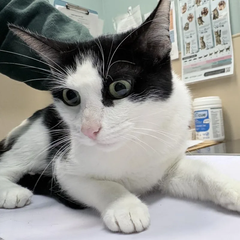 A young medium-sized female Black Domestic Short Hair cat named Geranium for adoption in Tacoma, WA