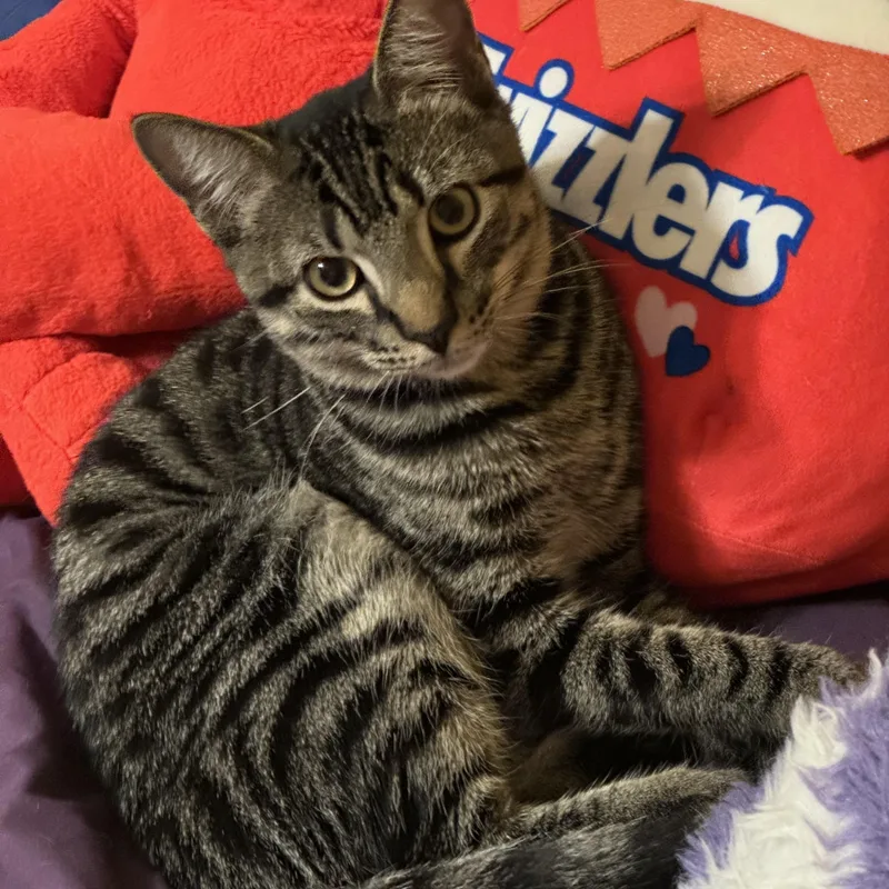 A baby medium-sized male Domestic Short Hair cat named Miso for adoption in Metairie, LA
