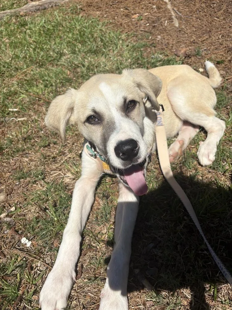 A baby medium-sized male Great Pyrenees dog named Davie for adoption in Statesboro, GA