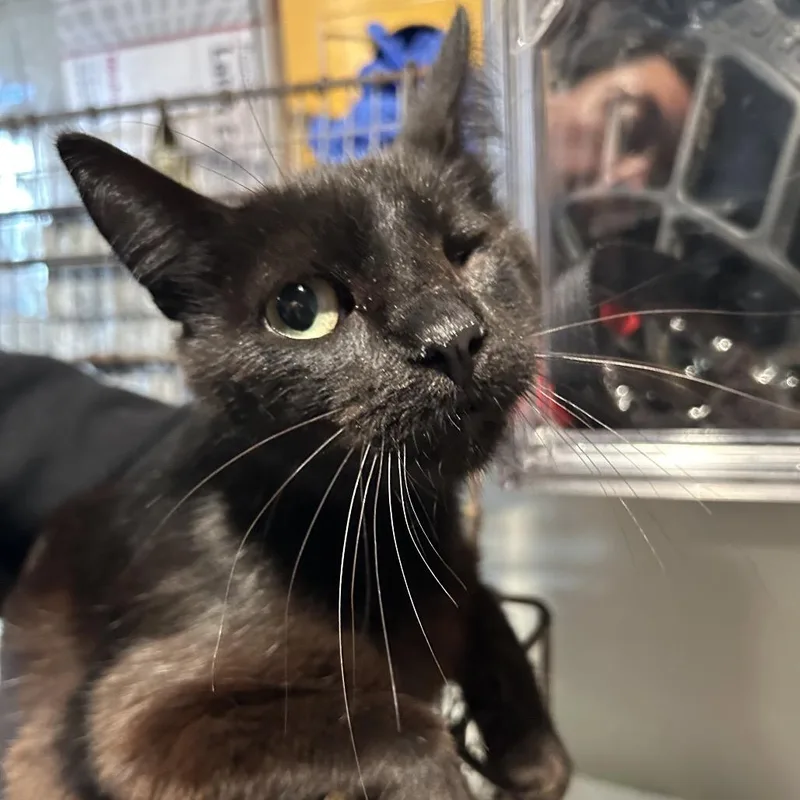 A young medium-sized female Black Domestic Short Hair cat named Omma for adoption in San Gabriel, CA