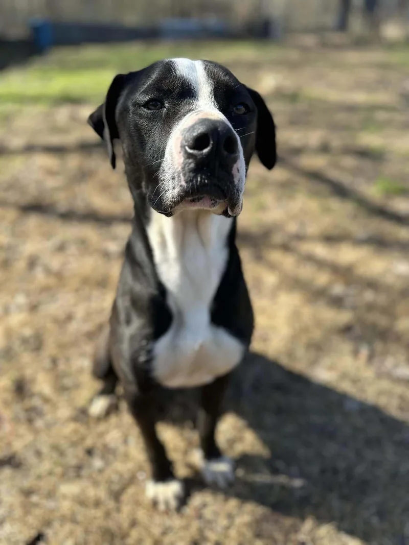 A young large-sized male Mountain Cur dog named Cash for adoption in Shreveport, LA
