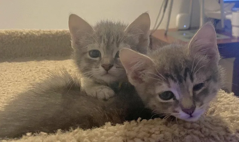 A baby medium-sized female Domestic Short Hair cat named Michelle and Stephanie for adoption in Shawnee, KS