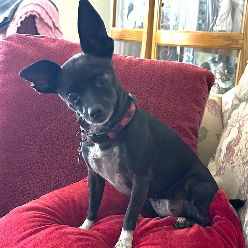 An adult small-sized female Black Chihuahua dog named Choo Choo for adoption in Rancho Palos Verdes, CA