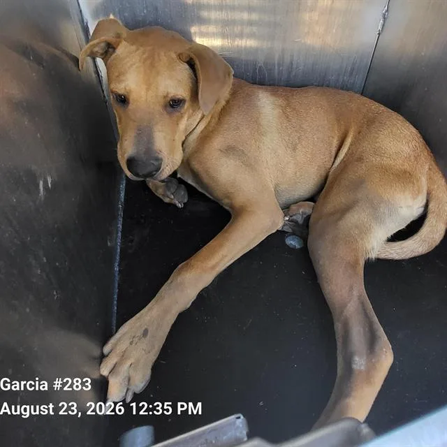 A young medium-sized male Labrador Retriever dog named Harry for adoption in San Antonio, TX