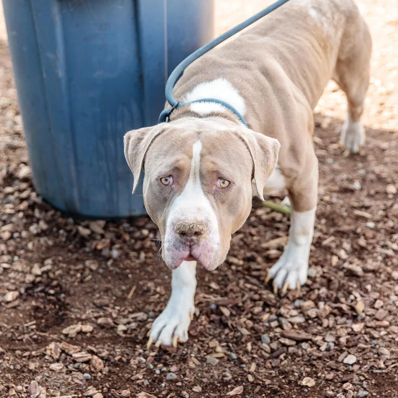 An adult large-sized male Pit Bull Terrier dog named Poet for adoption in Oakland, CA