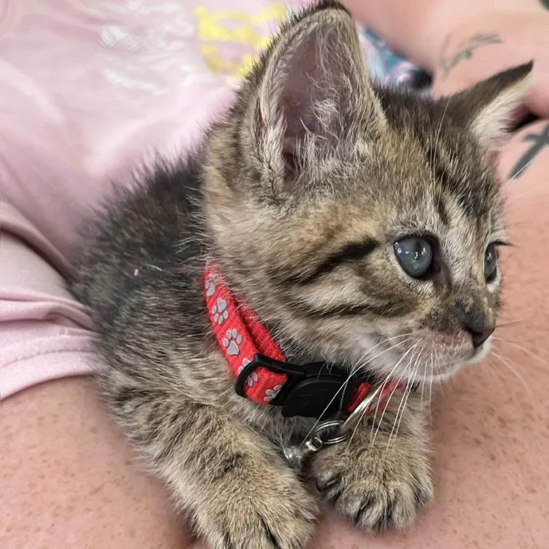 A baby small-sized female Brown / Chocolate Domestic Short Hair cat named Scarlet for adoption in Newark, NJ