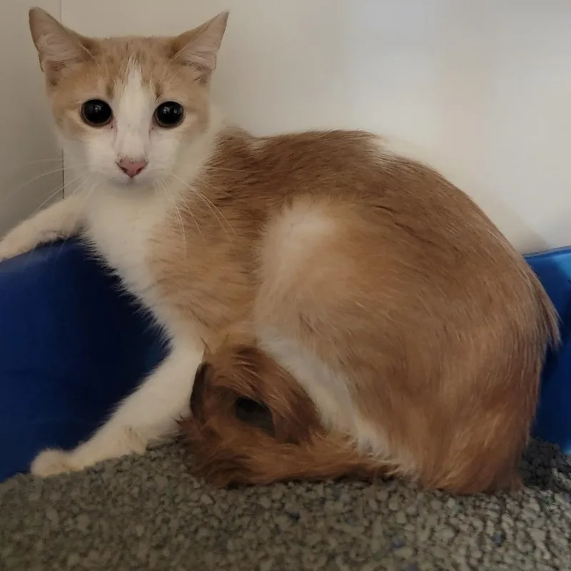 A young small-sized female Orange / Red Domestic Short Hair cat named Boom Chicka Pop for adoption in Troy, IL