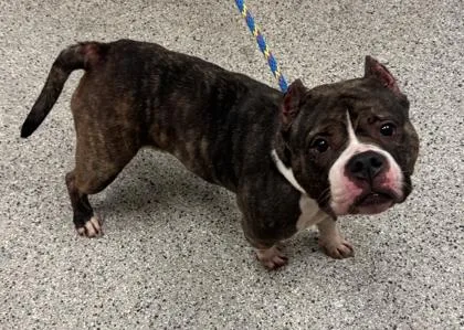 An adult large-sized female Black Pit Bull Terrier dog named Shortcake for adoption in Kansas City, MO