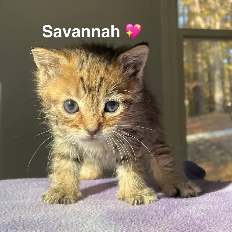 A young small-sized female Brown / Chocolate Domestic Short Hair cat named Savannah for adoption in Peachtree City, GA