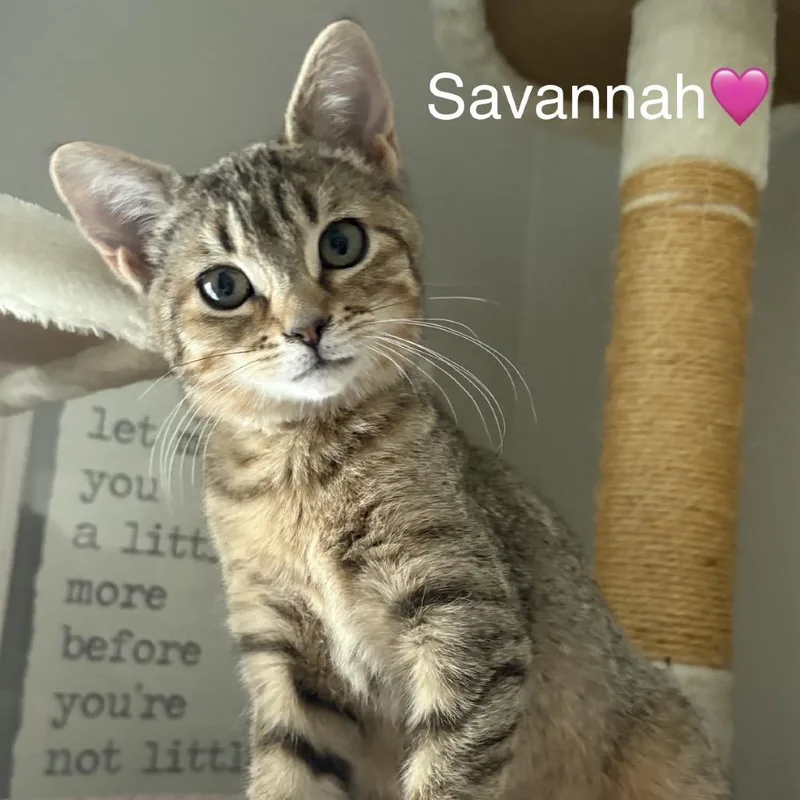 Savannah thumbnail 4