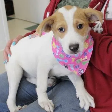 A baby small-sized female White / Cream Jack Russell Terrier dog named Bella for adoption in Birmingham, AL