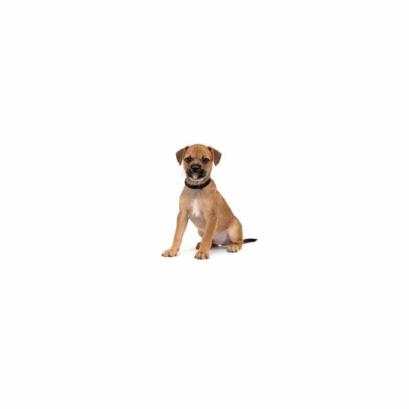 A baby medium-sized male Brown / Chocolate Mixed Breed dog named Mbappe for adoption in Playa Vista, CA
