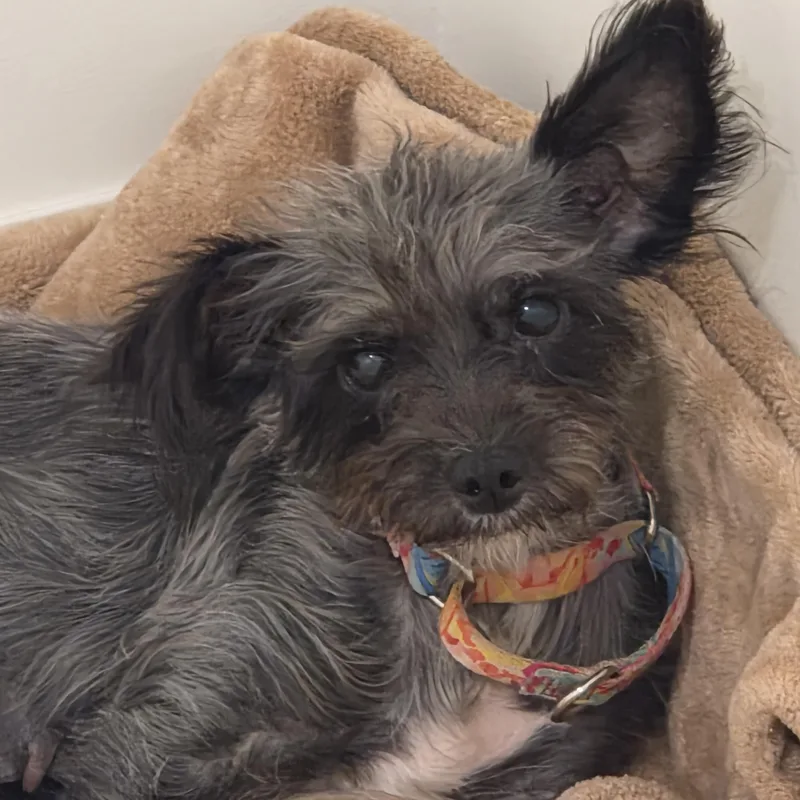 A young small-sized female Mixed Breed dog named Smokey for adoption in Evanston, IL
