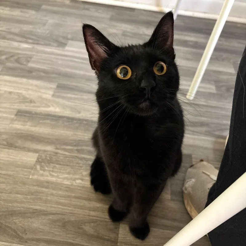 A young medium-sized female Black Domestic Short Hair cat named Bindle for adoption in Carencro, LA