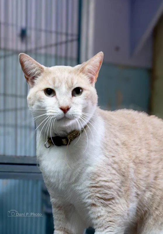 An adult medium-sized male Buff & White Domestic Short Hair cat named Thumper CCHS for adoption in Locust Grove, GA