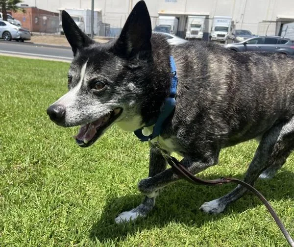 A senior large-sized male Australian Cattle Dog / Blue Heeler dog named Thumper for adoption in El Cajon, CA