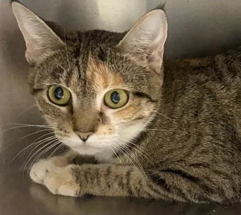 A young medium-sized female Domestic Short Hair cat named Carmella  Ac  for adoption in Greeneville, TN