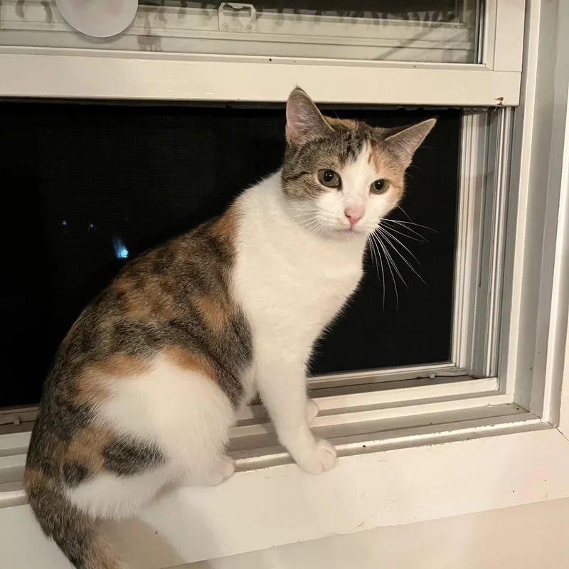 An adult medium-sized female Calico cat named Mina for adoption in Bennington, VT