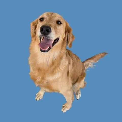 A young large-sized male Golden Retriever dog named Kfc for adoption in Bakersfield, CA