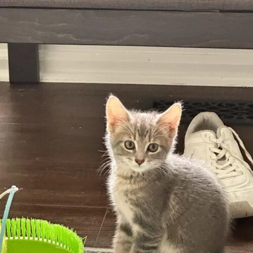 A baby small-sized female Tabby (Tiger Striped) Domestic Short Hair cat named Baja Blast for adoption in Canal Winchester, OH