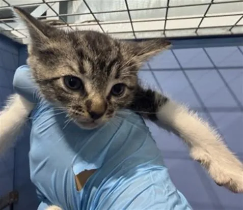 A baby small-sized female Domestic Short Hair cat named Felicity for adoption in San Bernardino, CA