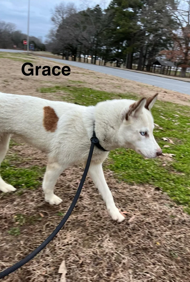 An adult medium-sized female Siberian Husky dog named Grace for adoption in Sumter, SC