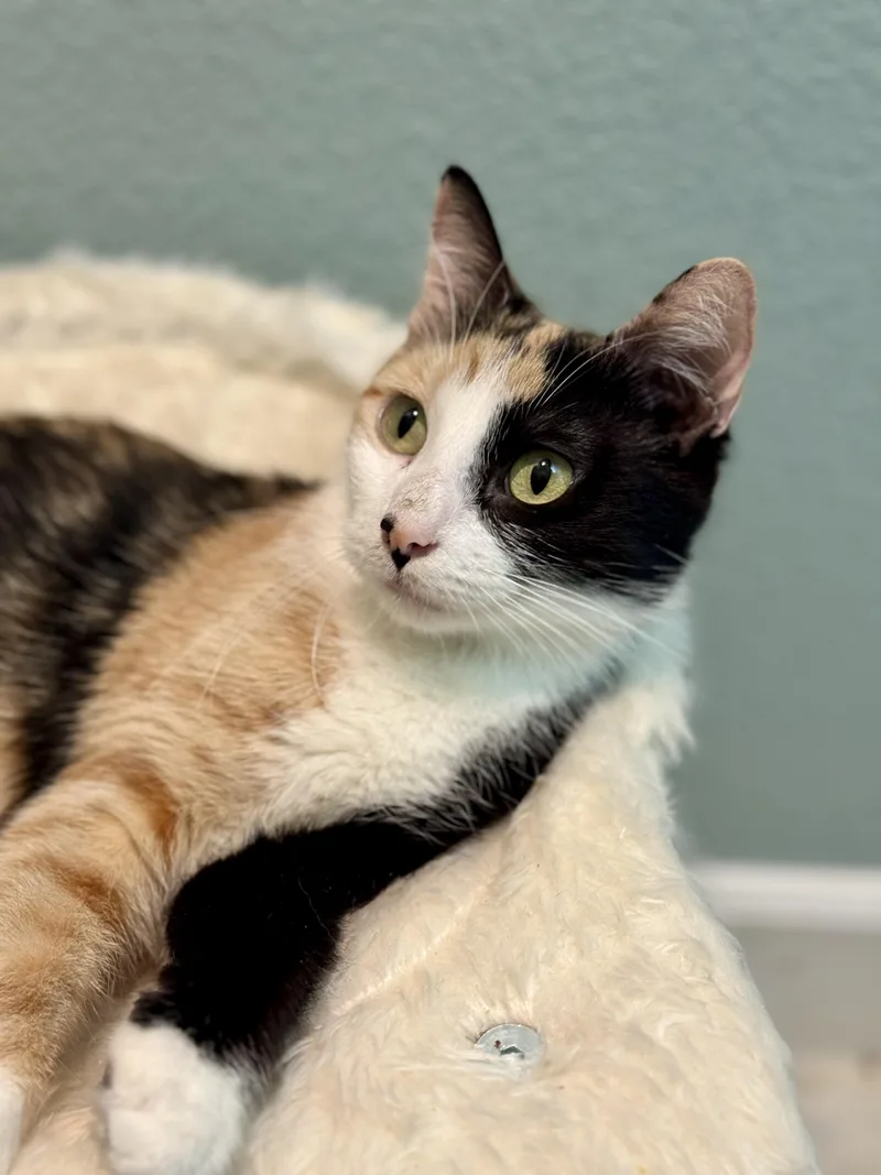 An adult large-sized female Domestic Medium Hair cat named Francesca for adoption in Carlsbad, CA