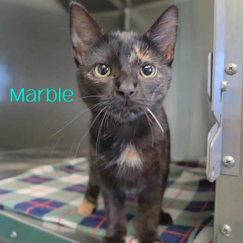 A young medium-sized female Domestic Short Hair cat named Marble for adoption in Parkersburg, WV
