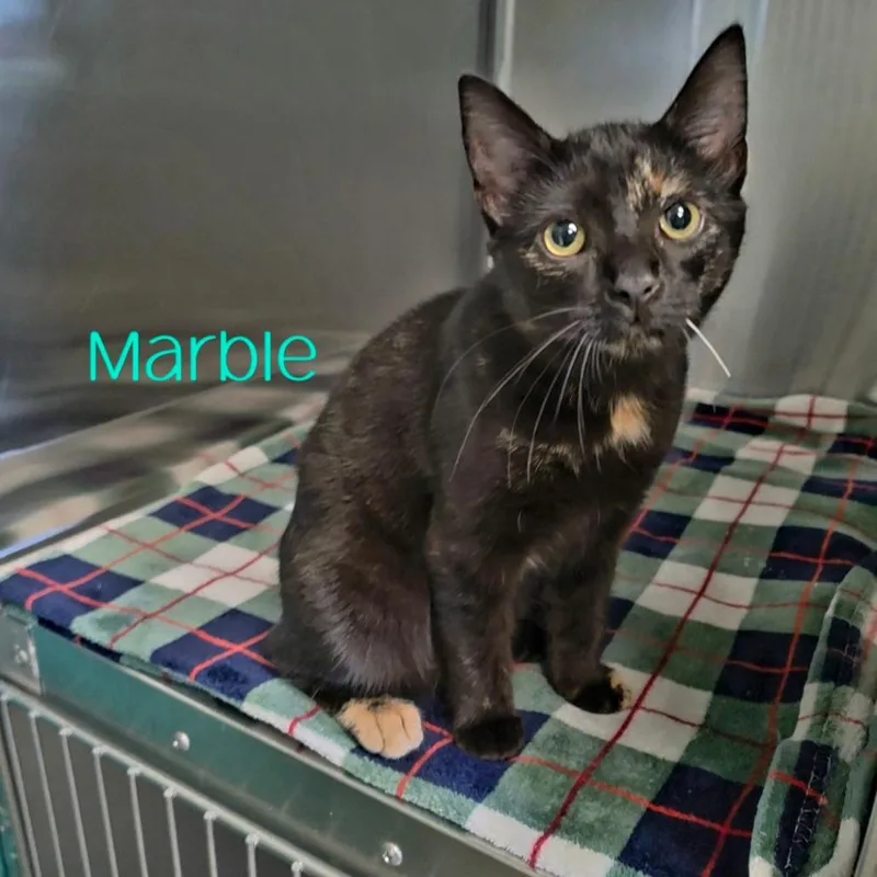 Marble thumbnail 2