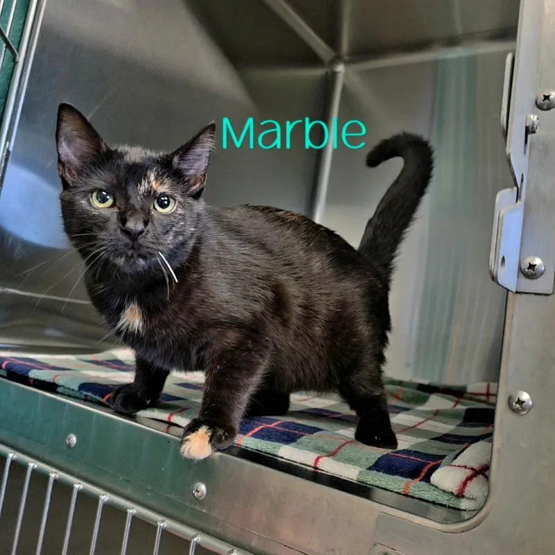 Marble thumbnail 3