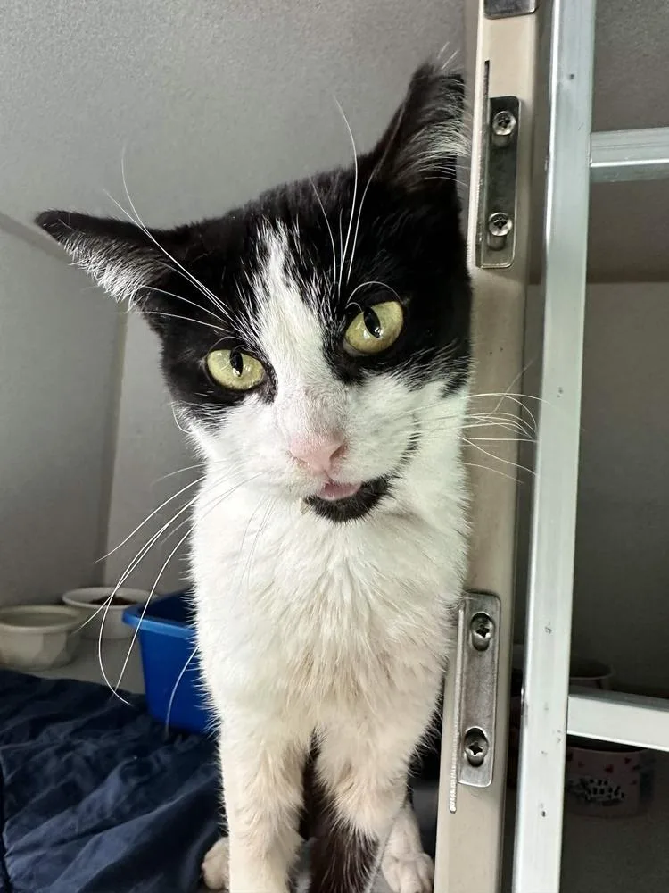 An adult small-sized female Domestic Short Hair cat named Panda for adoption in Ferndale, MI