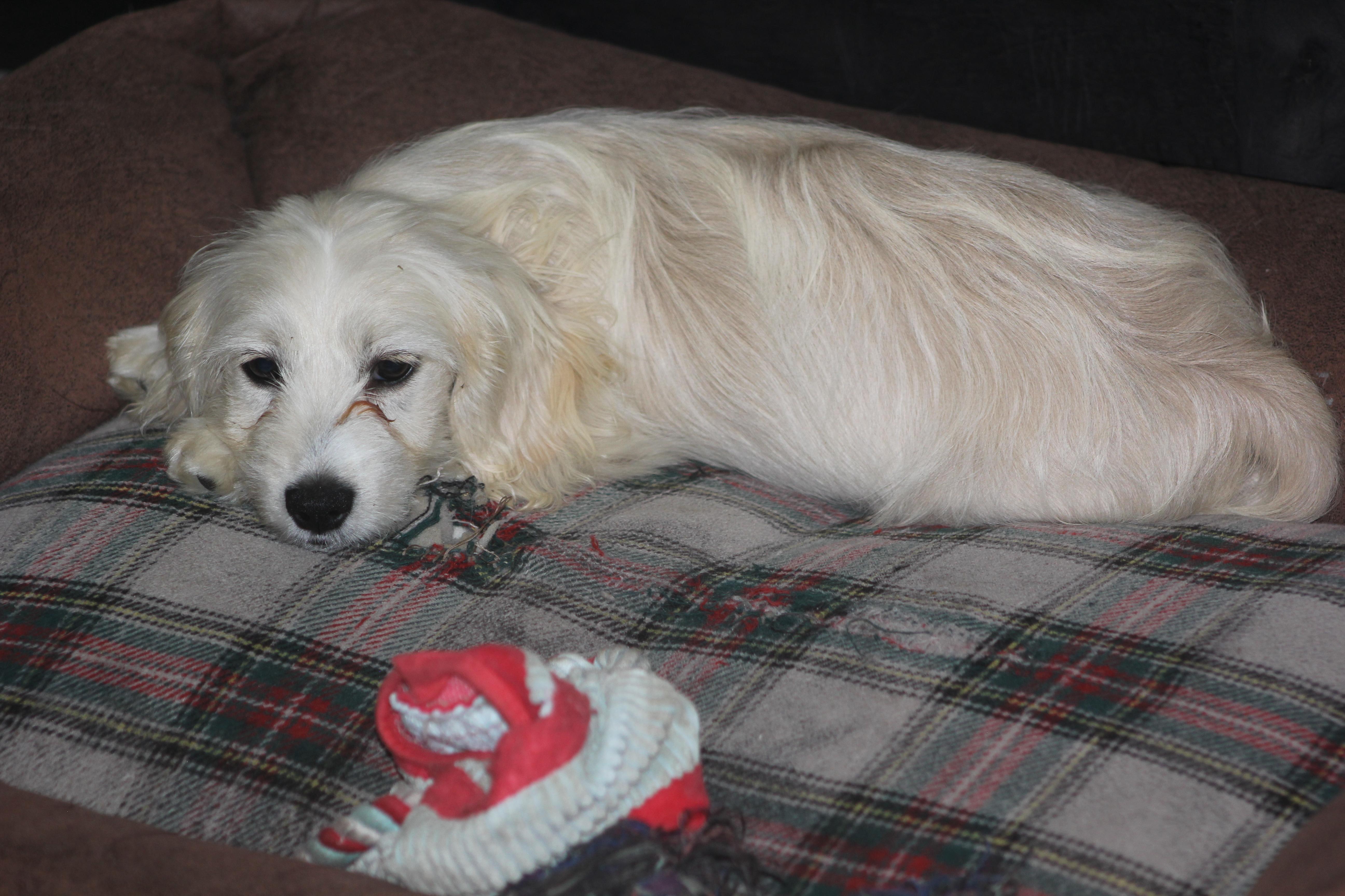 Maxie thumbnail 2