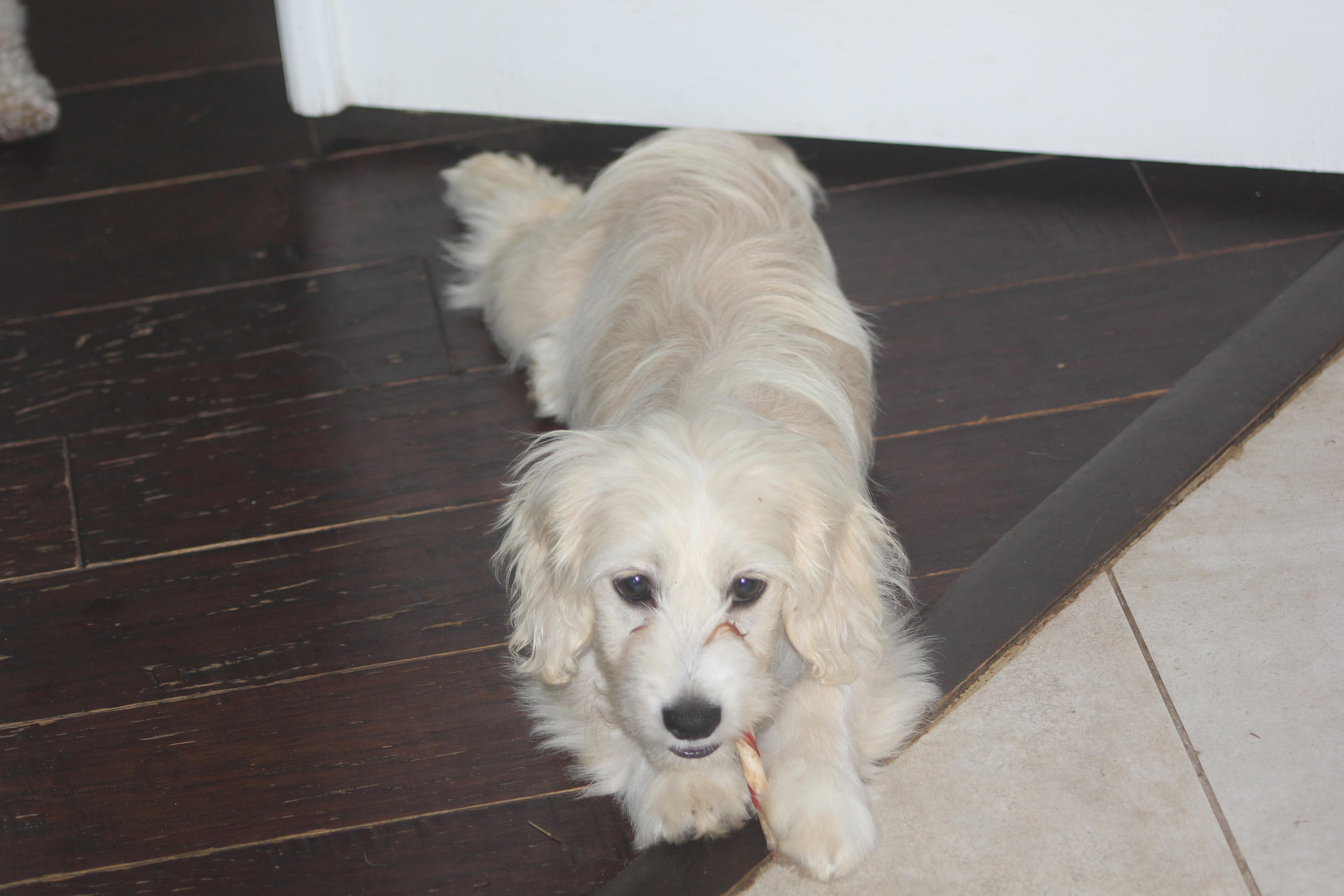 Maxie thumbnail 3