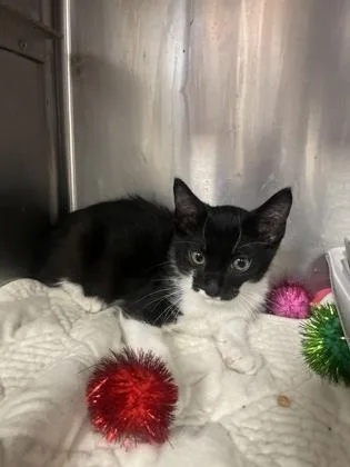 A baby small-sized male Domestic Short Hair cat named Popstar for adoption in Houston, TX