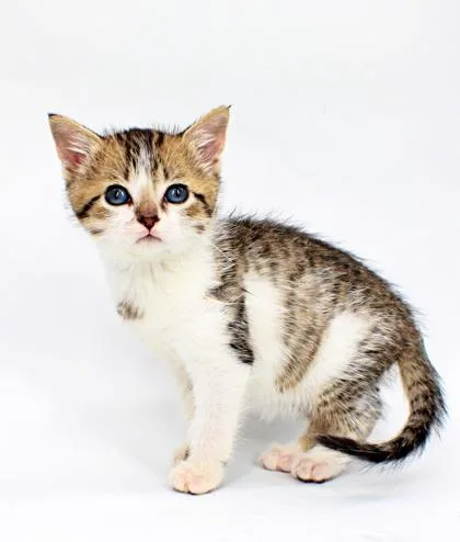 A baby small-sized female Domestic Short Hair cat named Rosalina for adoption in Morton Grove, IL