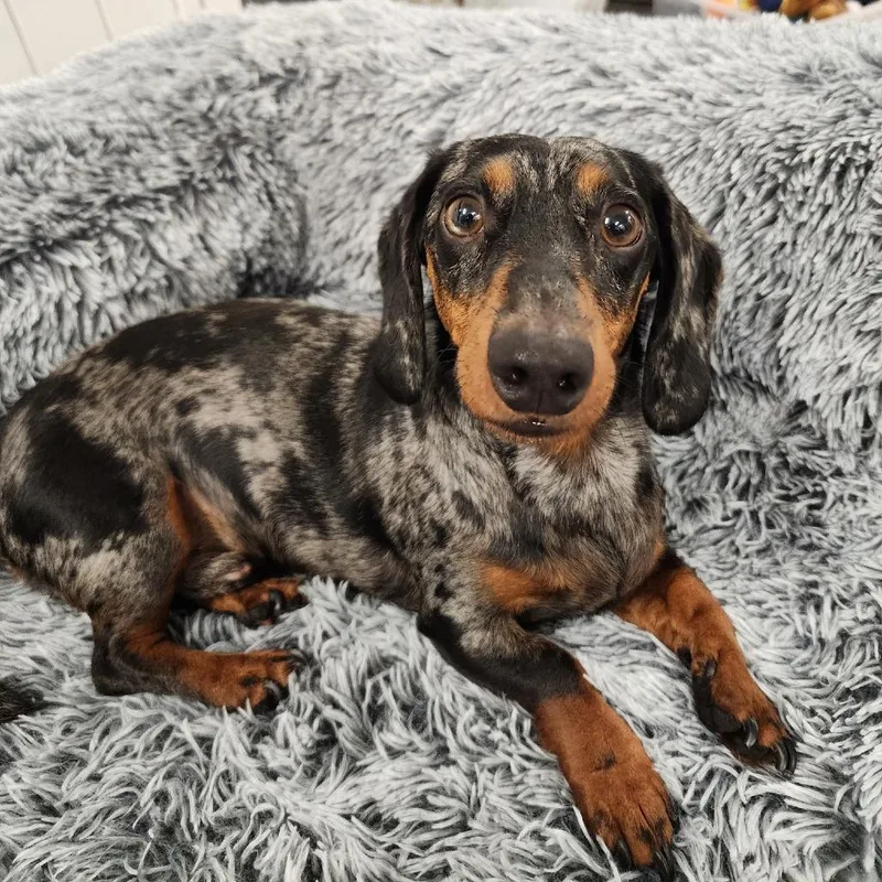 An adult small-sized male Black Dachshund dog named Richard for adoption in Allentown, PA