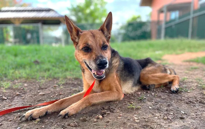 A senior small-sized female German Shepherd Dog dog named Tracy Tx for adoption in Boonton, NJ