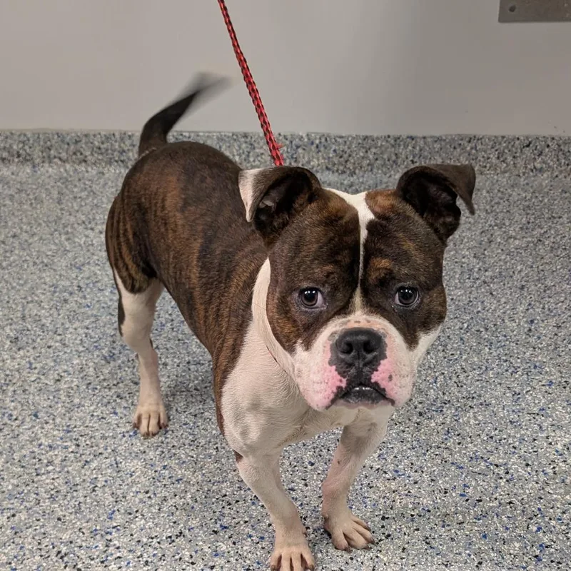 An adult medium-sized male Brown / Chocolate English Bulldog dog named Heath for adoption in Greenville, SC
